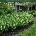 Lily of the Valley (Convallaria majalis) — Maple Grove, MN