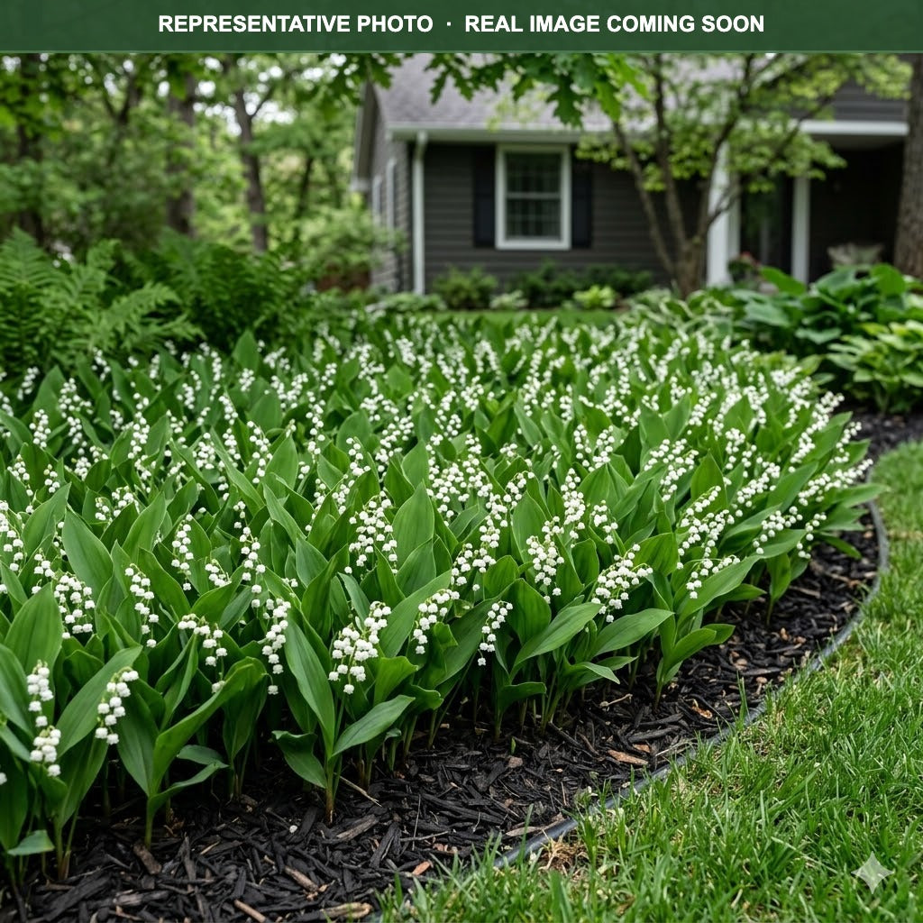 Lily of the Valley (Convallaria majalis) — Maple Grove, MN