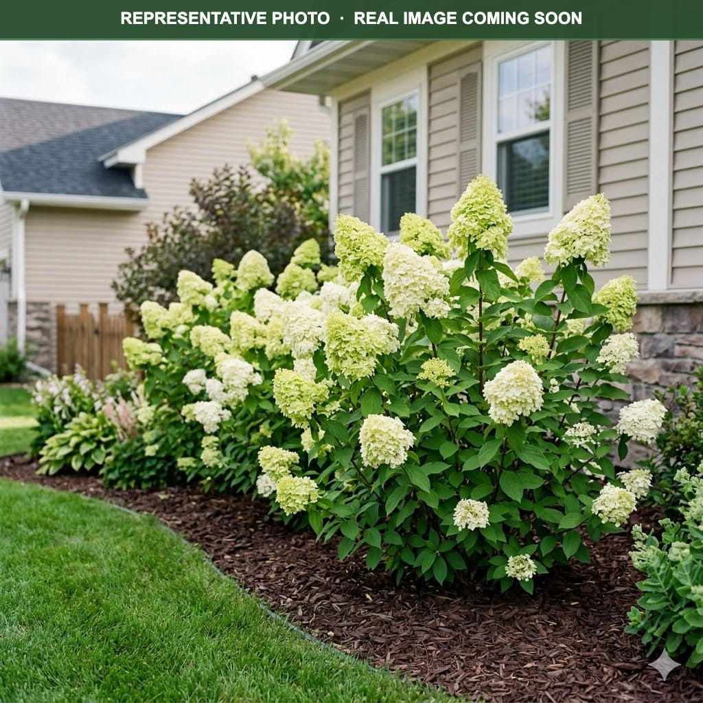 Limelight Hydrangea (Hydrangea paniculata) — Woodbury, MN