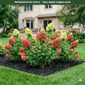 Limelight Prime Hydrangea (Hydrangea paniculata) — Eden Prairie, MN