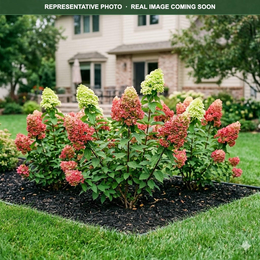 Limelight Prime Hydrangea (Hydrangea paniculata) — Eden Prairie, MN