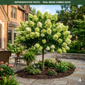 Limelight Tree Hydrangea (Hydrangea paniculata) — Edina, MN