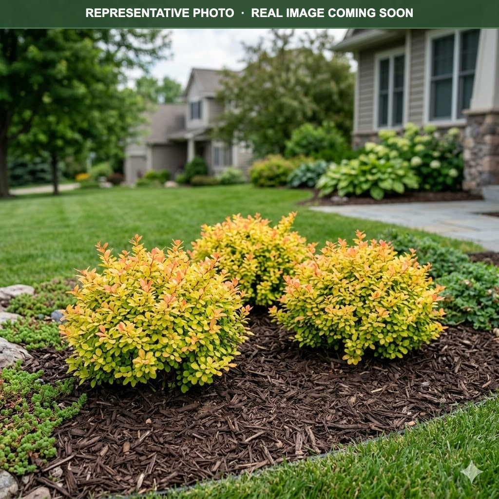 Limoncello Barberry (Berberis thunbergii) — Plymouth, MN