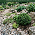 Little Gem Norway Spruce (Picea abies) — Maple Grove, MN