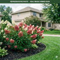 Little Hottie Hydrangea (Hydrangea paniculata) — Bloomington, MN