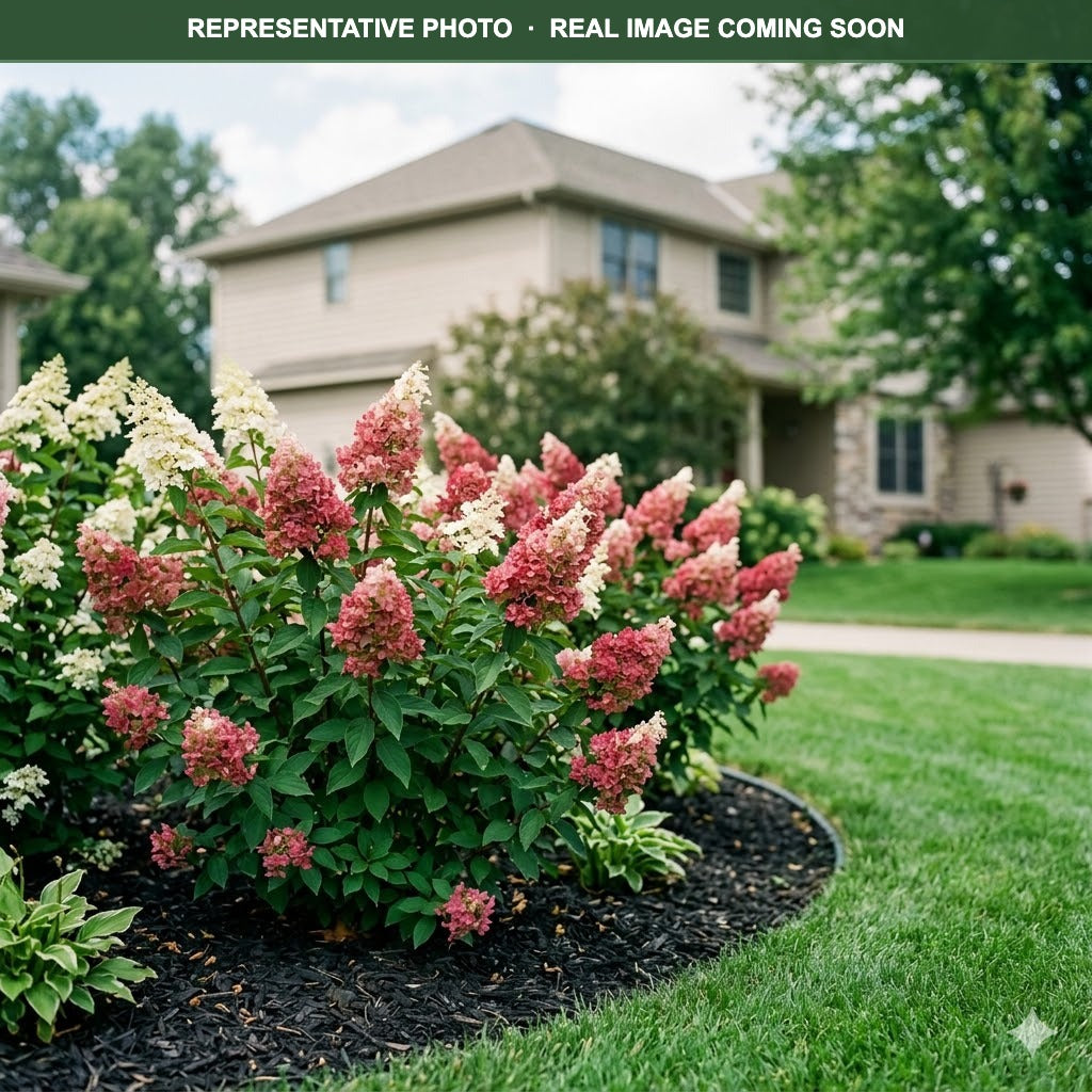Little Hottie Hydrangea (Hydrangea paniculata) — Bloomington, MN
