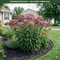 Little Joe Pye Weed (Eutrochium) — Chanhassen, MN