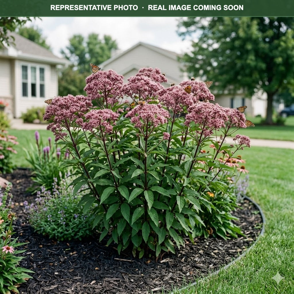 Little Joe Pye Weed (Eutrochium) — Chanhassen, MN