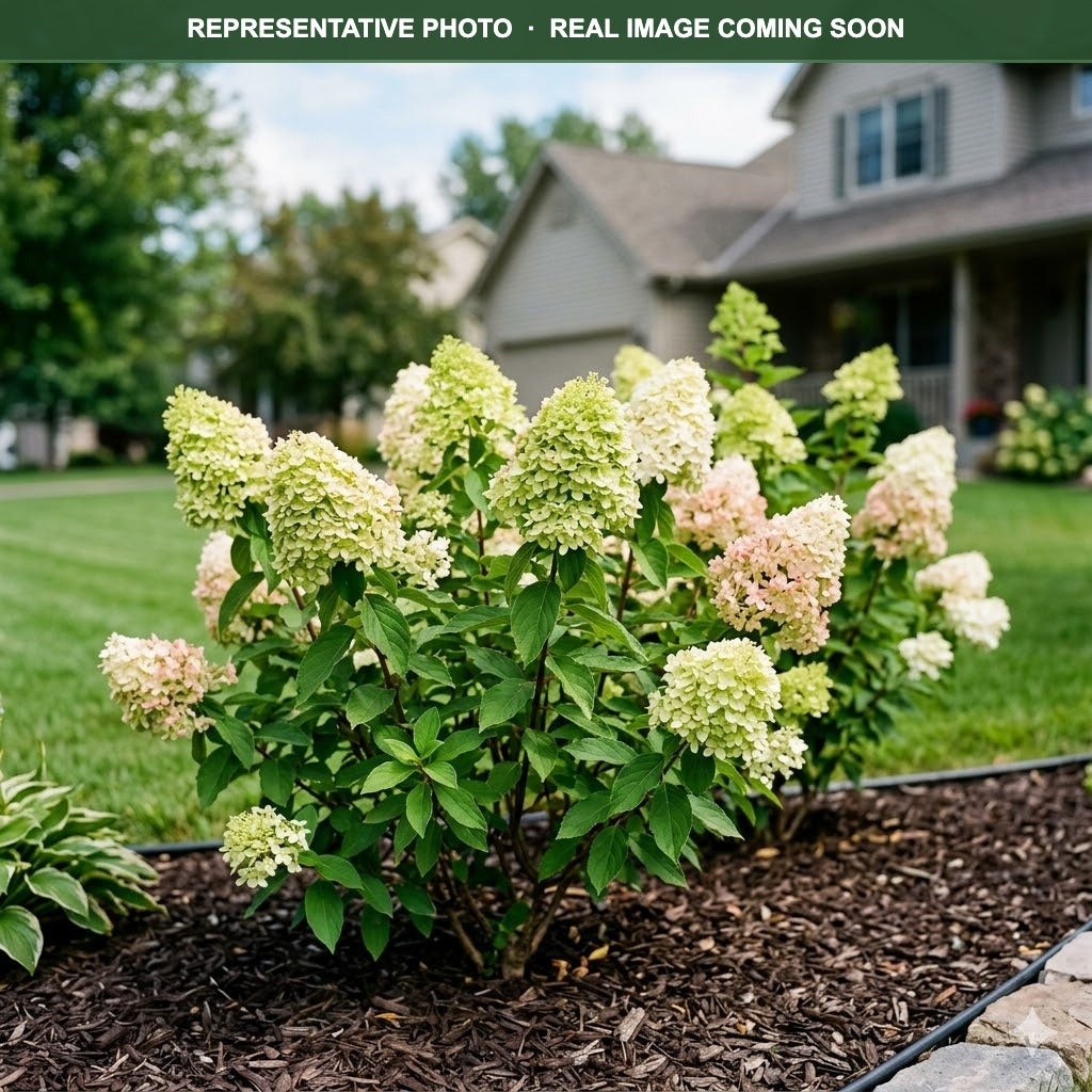 Little Lime Hydrangea (Hydrangea paniculata) — Burnsville, MN