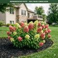 Little Lime Punch Hydrangea (Hydrangea paniculata) — Lakeville, MN