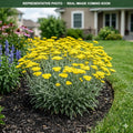 Little Moonshine Yarrow (Achillea) — Minneapolis, MN