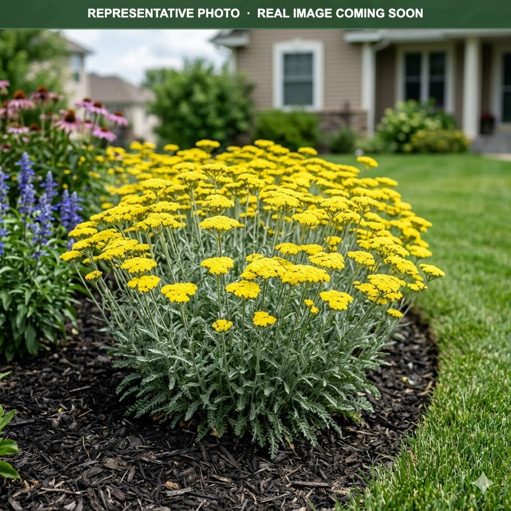 Little Moonshine Yarrow (Achillea) — Minneapolis, MN