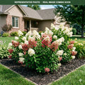 Little Quick Fire Hydrangea (Hydrangea paniculata) — Maplewood, MN
