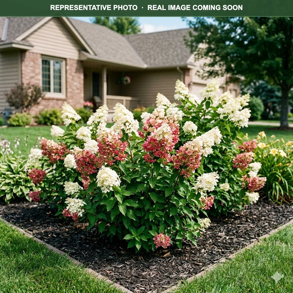 Little Quick Fire Hydrangea (Hydrangea paniculata) — Maplewood, MN