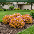 Little Spark Spirea (Spiraea japonica) — Wayzata, MN