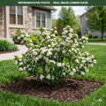 Low Scape Mound Aronia (Aronia melanocarpa) — Chanhassen, MN