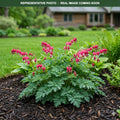 Luxuriant Bleeding Heart (Dicentra) — St. Paul, MN