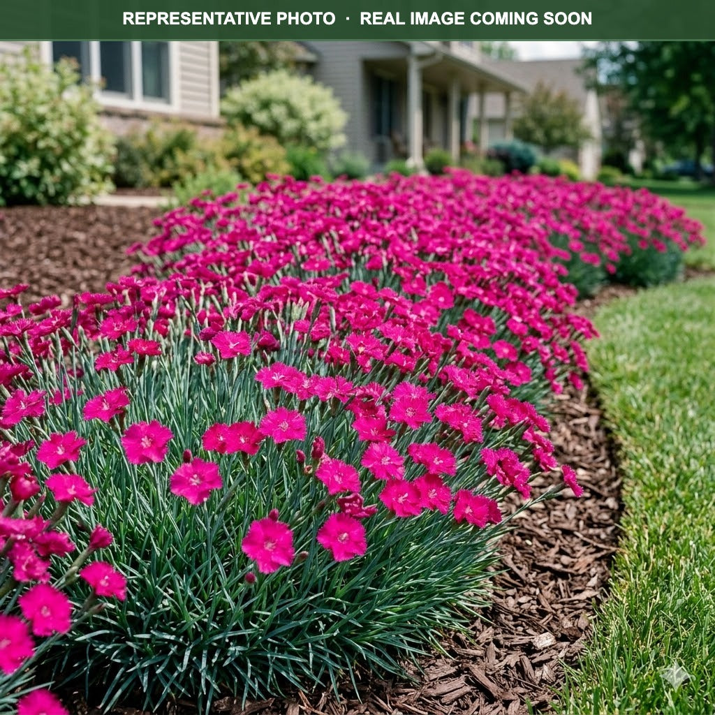Mad Magenta Dianthus (Dianthus) bloom detail — Edina, MN