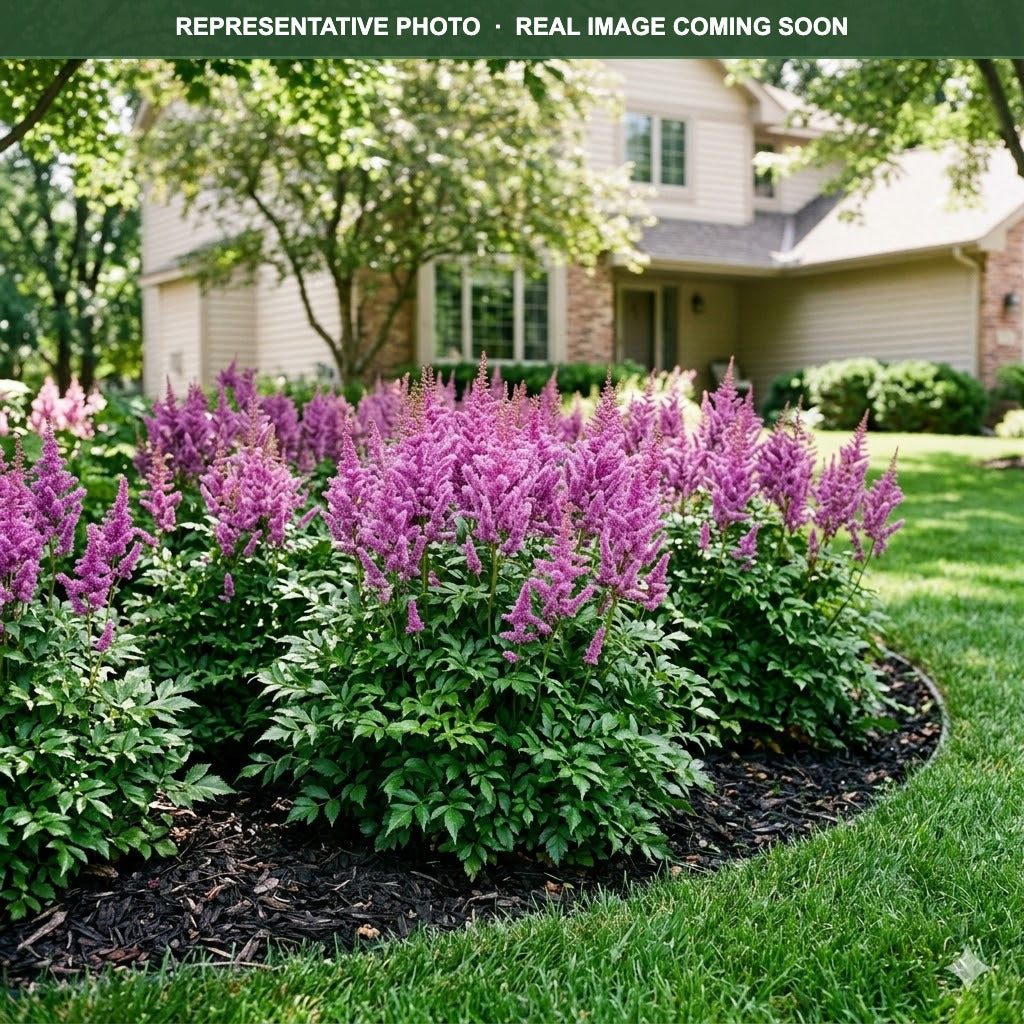 Maggie Daley Astilbe (Astilbe) — Minnetonka, MN