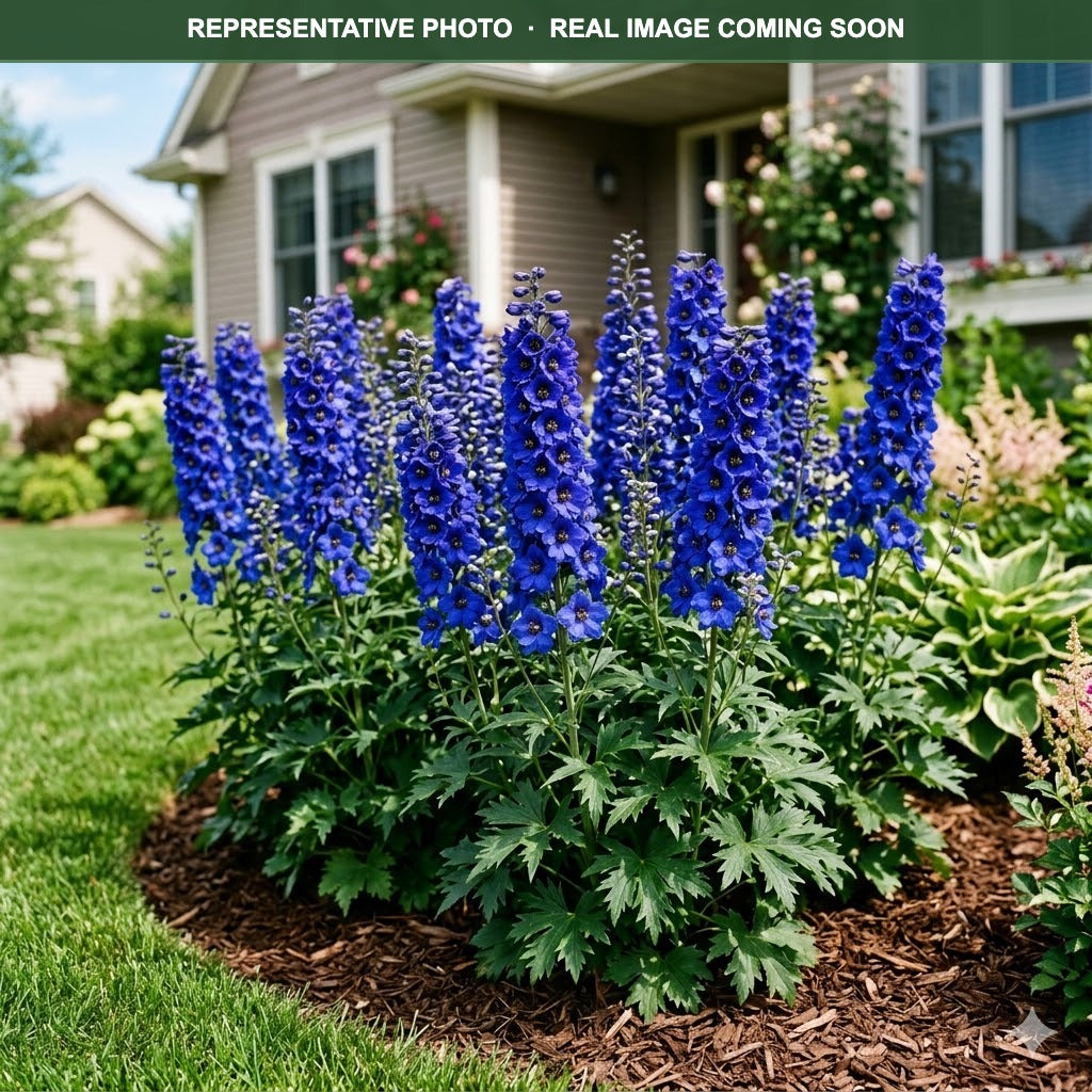 Magic Fountains Dark Blue Dark Bee Delphinium (Delphinium) — Woodbury, MN