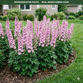 Magic Fountains Lilac Pink Delphinium (Delphinium) — Eden Prairie, MN