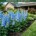 Magic Fountains Sky Blue White Bee Delphinium (Delphinium) — Plymouth, MN