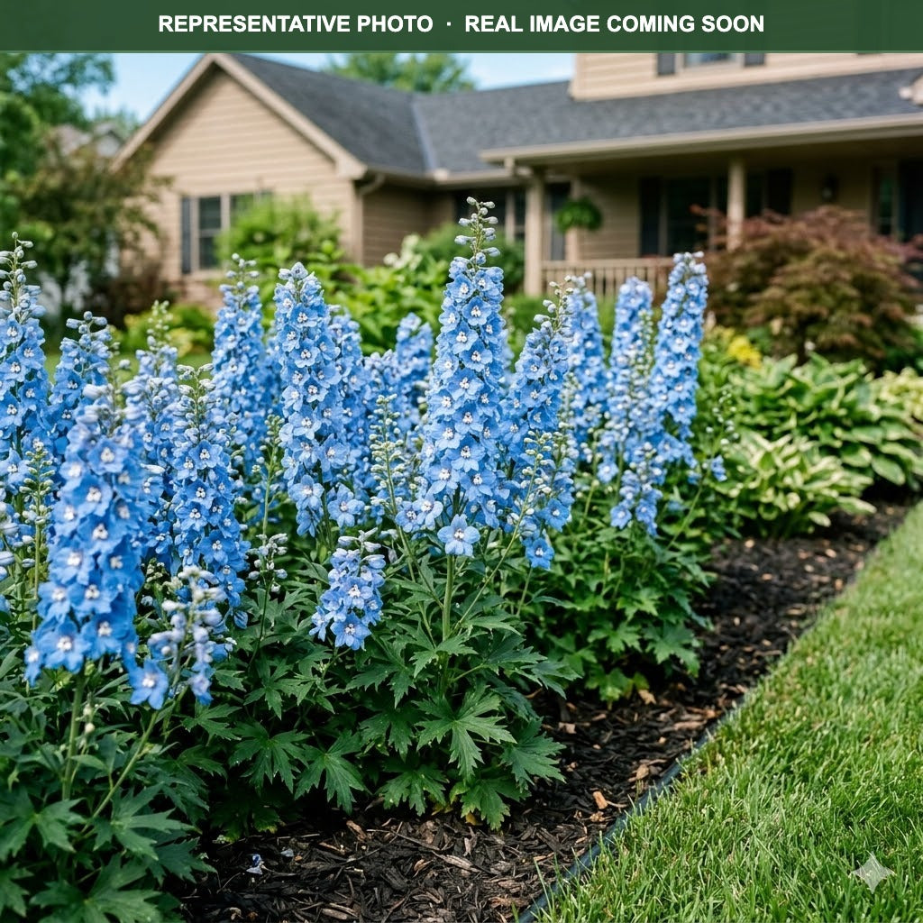 Magic Fountains Sky Blue White Bee Delphinium (Delphinium) — Plymouth, MN