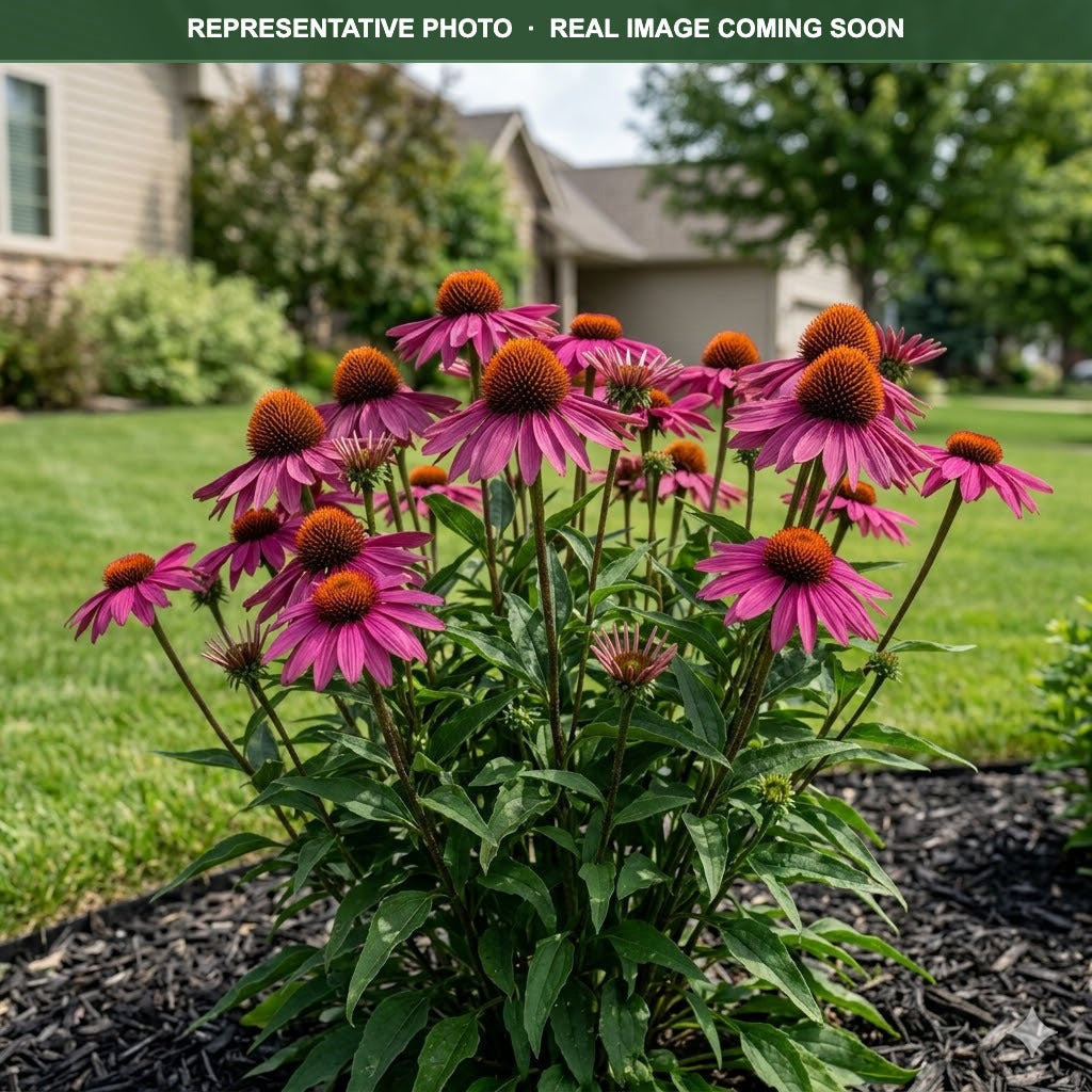Magnus Coneflower (Echinacea purpurea) — Maple Grove, MN