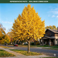 Magyar Ginkgo (Ginkgo biloba) — Minnetonka, MN