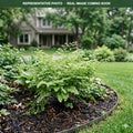 Maidenhair Fern (Adiantum) — Bloomington, MN