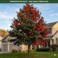 Majestic Skies Oak (Quercus) — Woodbury, MN