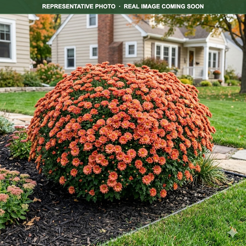 Mammoth Coral Daisy Mum (Chrysanthemum) — Shoreview, MN