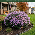 Mammoth Lavender Daisy Mum (Chrysanthemum) — Burnsville, MN
