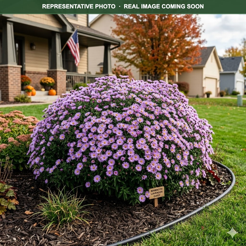 Mammoth Lavender Daisy Mum (Chrysanthemum) — Burnsville, MN