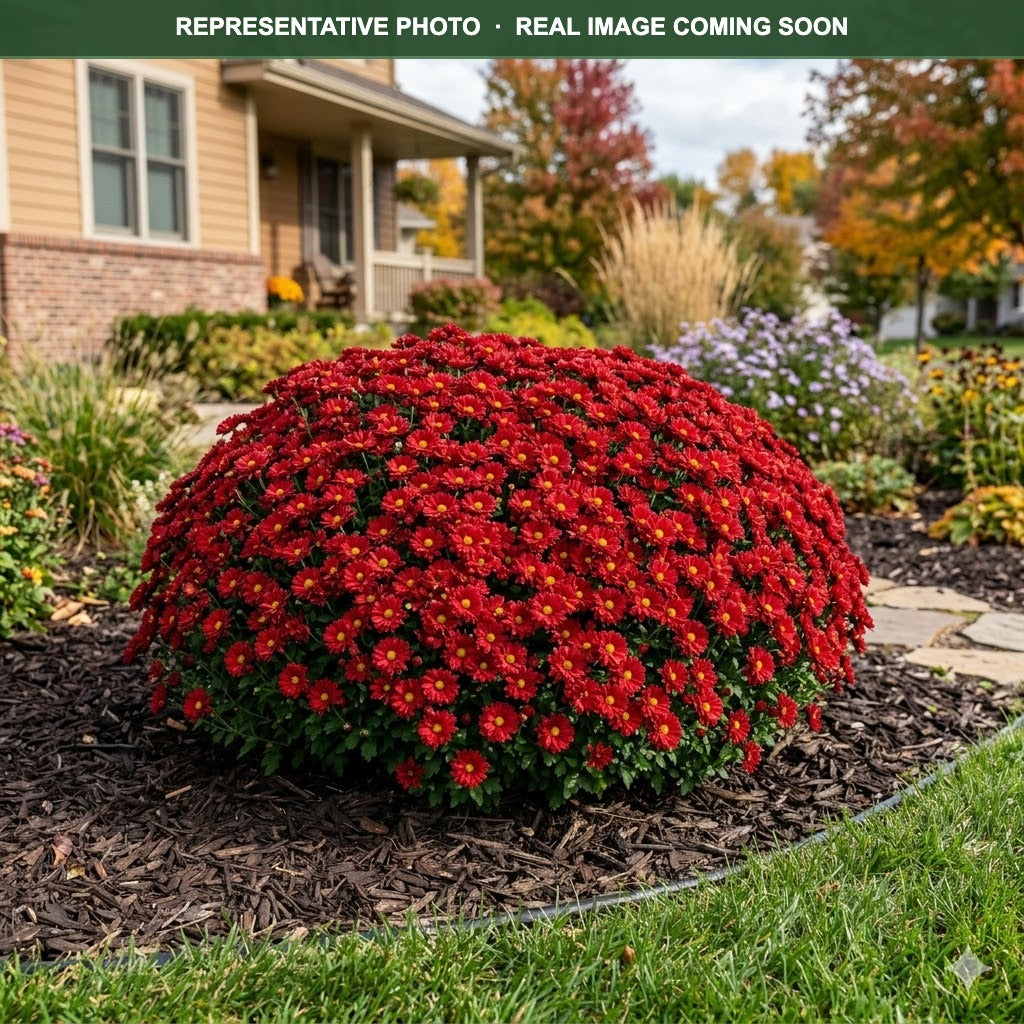 Mammoth Red Daisy Mum (Chrysanthemum) — Lakeville, MN