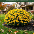 Mammoth Yellow Quill Mum (Chrysanthemum) — Maplewood, MN