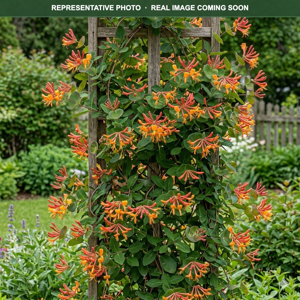 Mandarin Honeysuckle (Lonicera × brownii) — Woodbury, MN