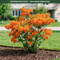 Mandarin Lights Azalea (Rhododendron) — Minneapolis, MN