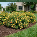Mango Tango Potentilla (Potentilla fruticosa) — St. Paul, MN