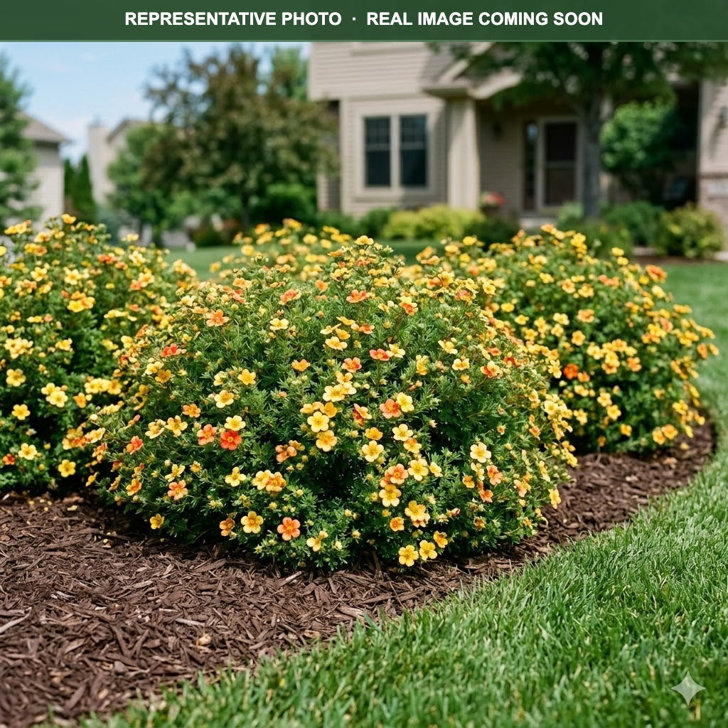 Mango Tango Potentilla (Potentilla fruticosa) — St. Paul, MN