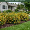 Marmalade Potentilla (Potentilla fruticosa) — Edina, MN