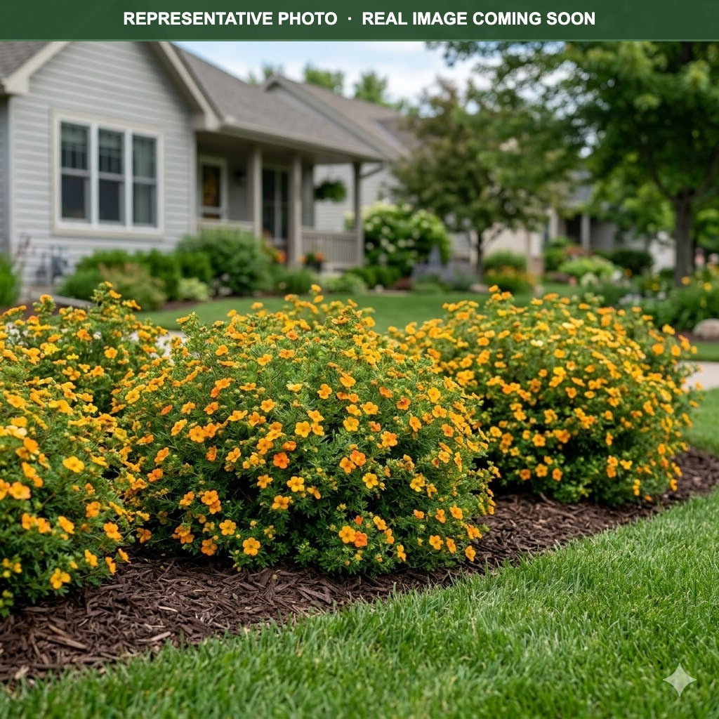 Marmalade Potentilla (Potentilla fruticosa) — Edina, MN