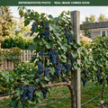 Marquette Grape (Vitis) — Eden Prairie, MN