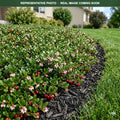 Massachusetts Bearberry (Arctostaphylos uva-ursi) — Bloomington, MN