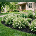McKay's White Potentilla (Potentilla fruticosa) — Woodbury, MN