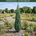 Medora Juniper (Juniperus scopulorum) — Eden Prairie, MN
