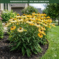 Mellow Yellows Coneflower (Echinacea) — Chanhassen, MN
