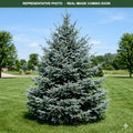 Meyer Spruce (Picea meyeri) — Plymouth, MN