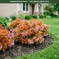 Midnight Sun Weigela (Weigela florida) — Eden Prairie, MN