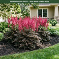 Mighty Chocolate Cherry Astilbe (Astilbe) — St. Paul, MN